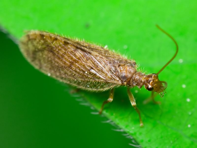 Micromus angulatus (Stephens, 1836)